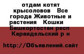 отдам котят крысоловов - Все города Животные и растения » Кошки   . Башкортостан респ.,Караидельский р-н